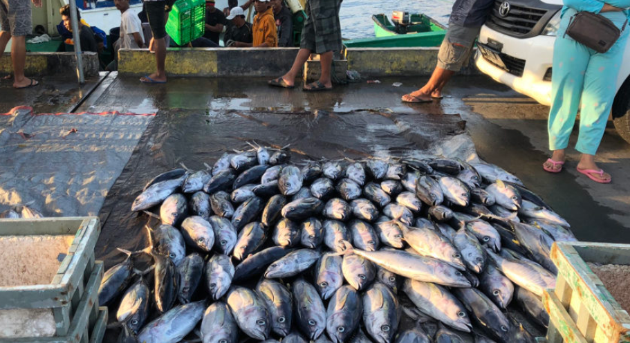 日本向印尼金枪鱼敞开大门！11类海产品将降至0关税(图3)