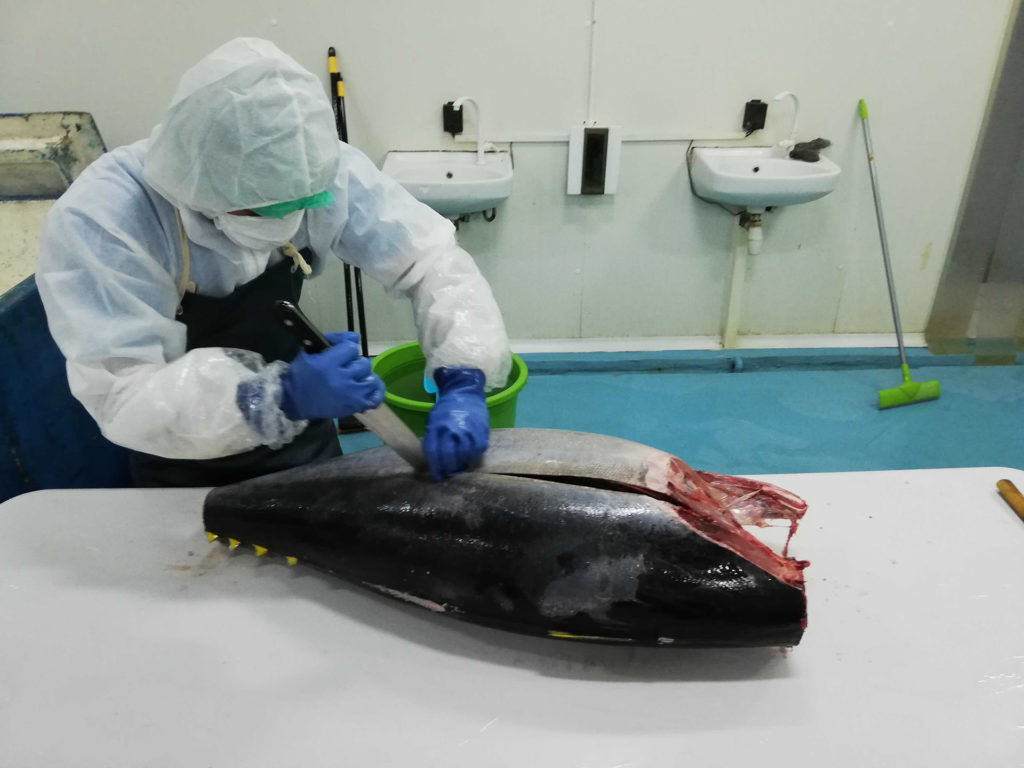 日本向印尼金枪鱼敞开大门！11类海产品将降至0关税(图2)