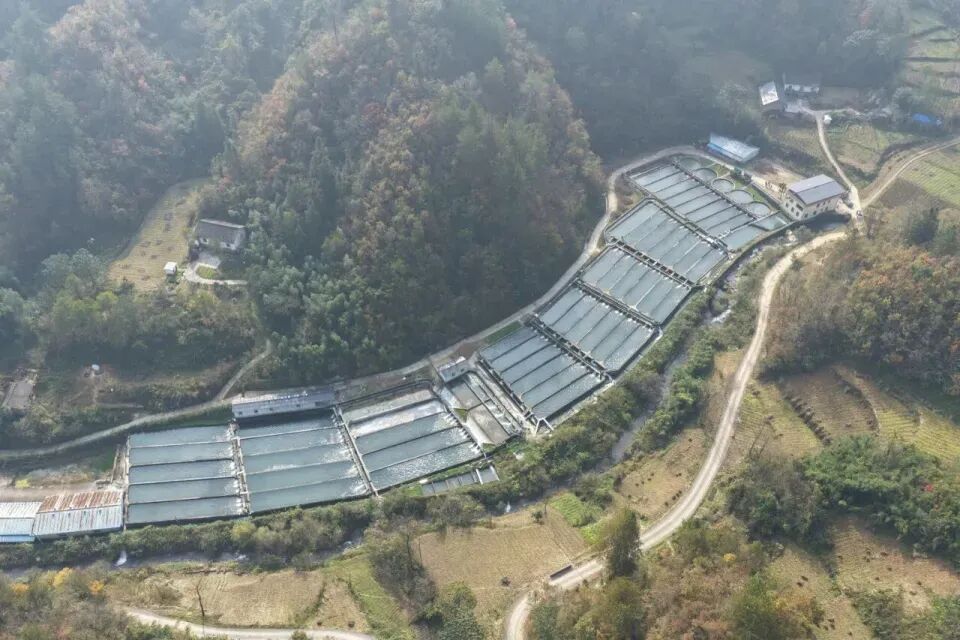 秦岭深处养出“冷泉三文鱼”，商洛探索渔业新路径(图1)