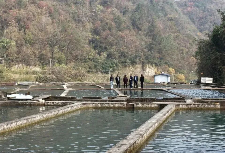 秦岭深处养出“冷泉三文鱼”，商洛探索渔业新路径(图5)