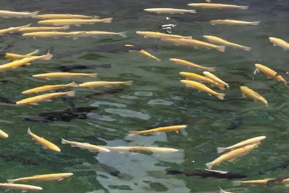 秦岭深处养出“冷泉三文鱼”，商洛探索渔业新路径(图2)