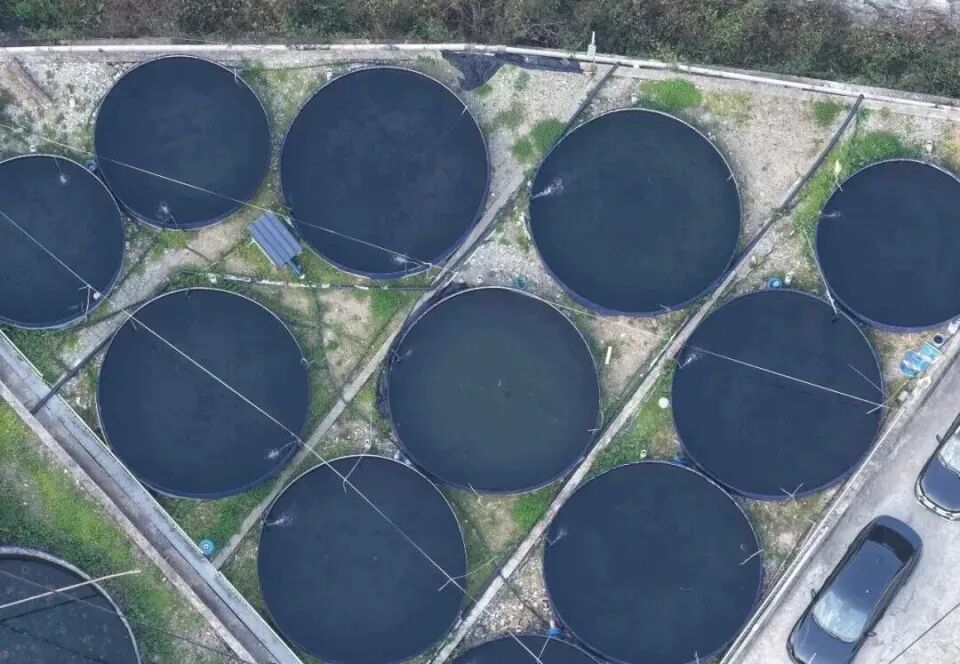 秦岭深处养出“冷泉三文鱼”，商洛探索渔业新路径(图3)