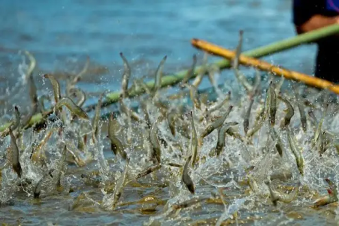 全球养殖虾产量预计2026年达到634万吨