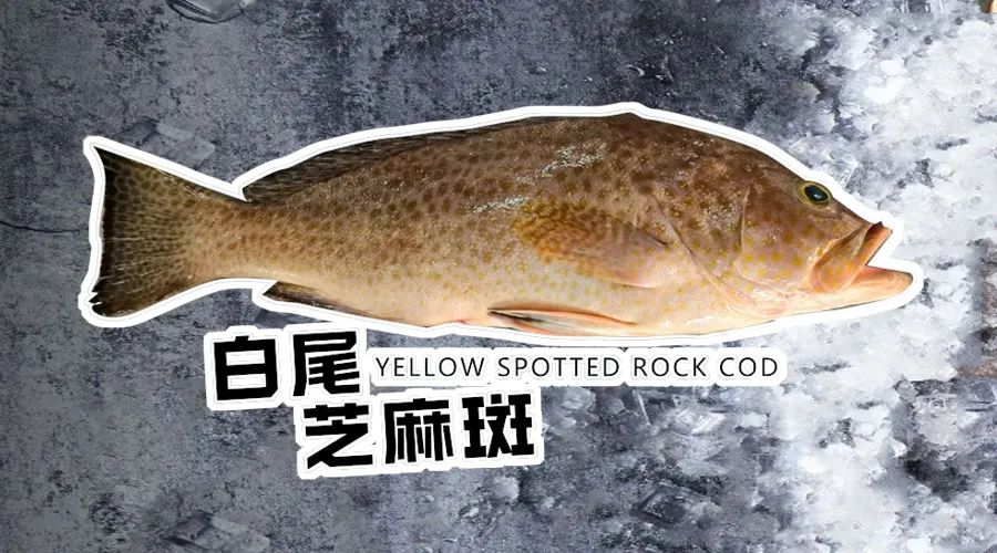 【优质展商】烟台有个海进出口有限公司——让野生鲜味直达舌尖！(图2)