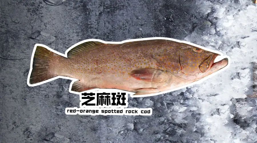 【优质展商】烟台有个海进出口有限公司——让野生鲜味直达舌尖！(图1)