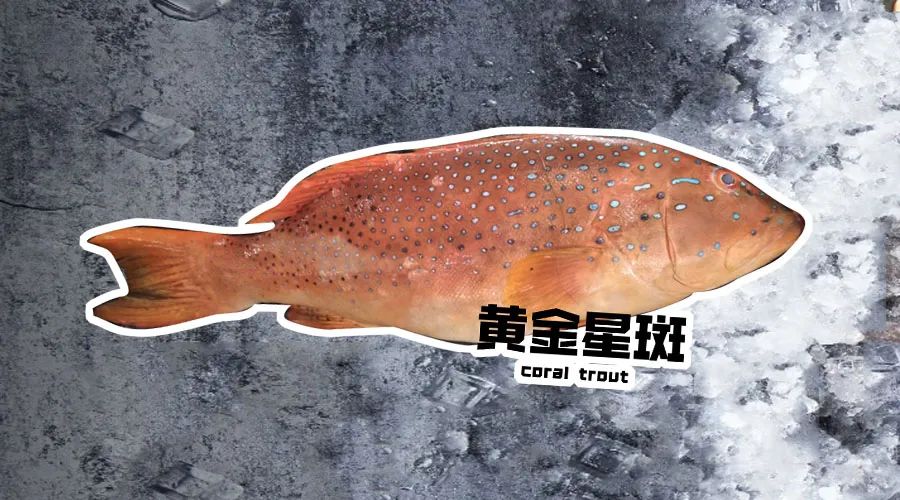 【优质展商】烟台有个海进出口有限公司——让野生鲜味直达舌尖！(图4)