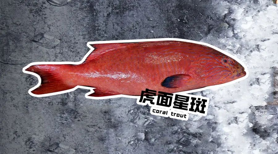 【优质展商】烟台有个海进出口有限公司——让野生鲜味直达舌尖！(图5)