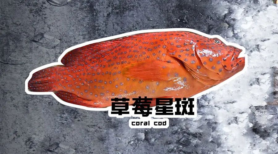 【优质展商】烟台有个海进出口有限公司——让野生鲜味直达舌尖！(图6)