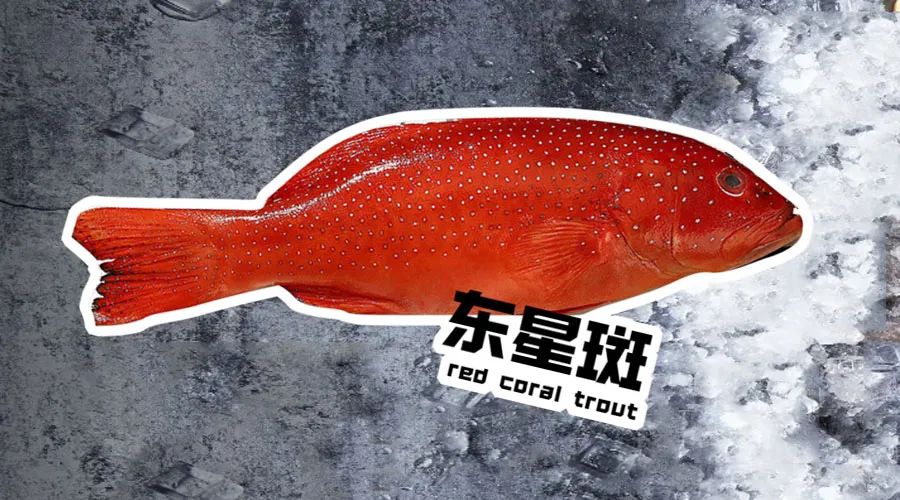 【优质展商】烟台有个海进出口有限公司——让野生鲜味直达舌尖！(图7)