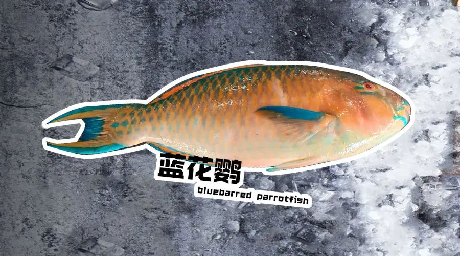 【优质展商】烟台有个海进出口有限公司——让野生鲜味直达舌尖！(图9)