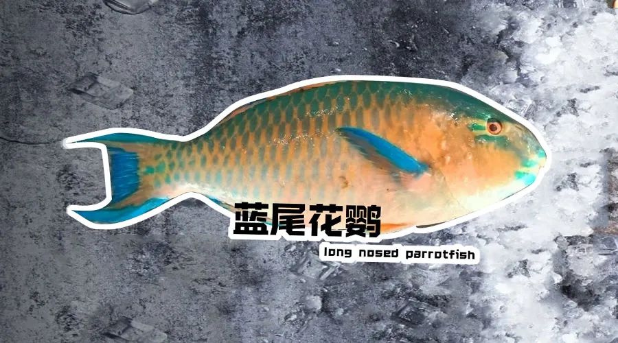 【优质展商】烟台有个海进出口有限公司——让野生鲜味直达舌尖！(图11)
