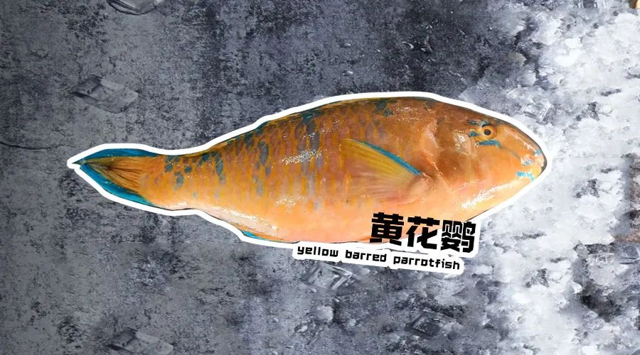 【优质展商】烟台有个海进出口有限公司——让野生鲜味直达舌尖！(图12)