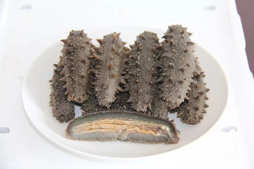 高端不贵,便捷翻倍!上海渔博会滋补新品正在适配年轻化“快养生”(图9) 高端不贵,便捷翻倍!上海渔博会滋补新品正在适配年轻化“快养生”(图9)