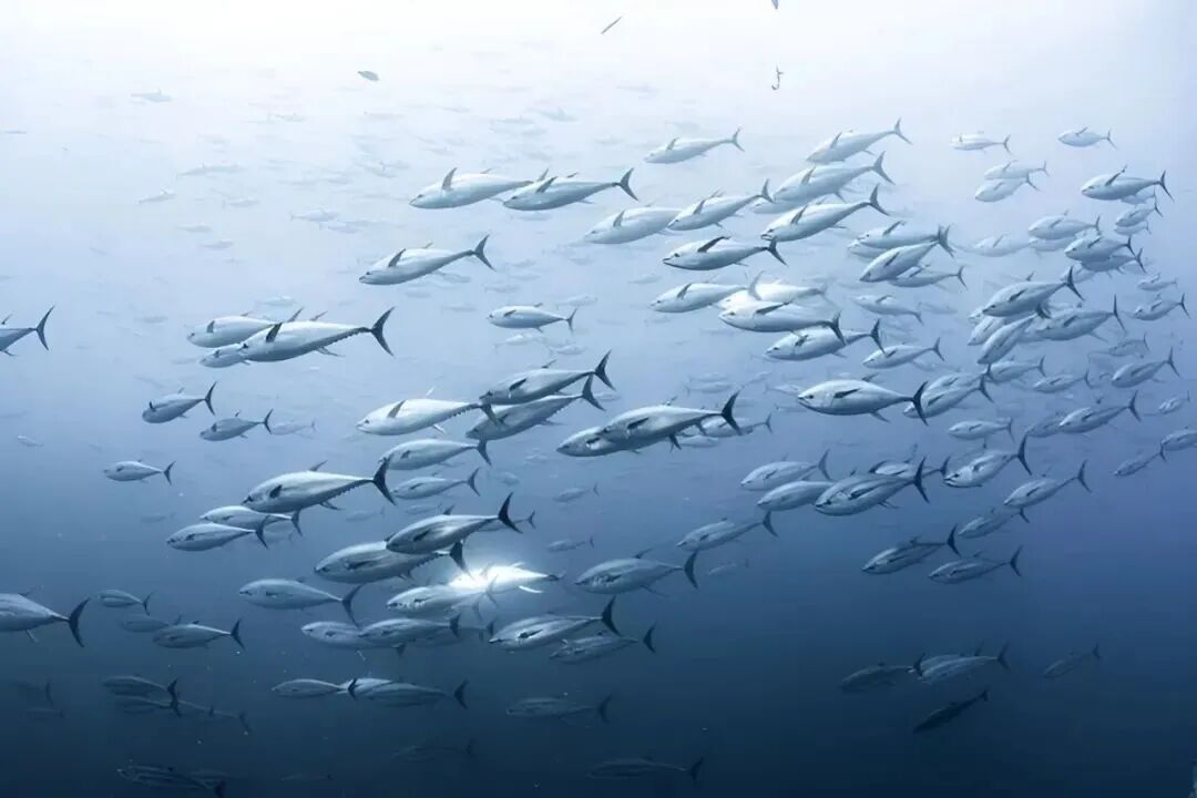 从喂犯人的“垃圾鱼”到日本餐桌的奢侈品，金枪鱼如何做到身价暴涨？中国年捕30多万吨又销售到哪了？(图18)