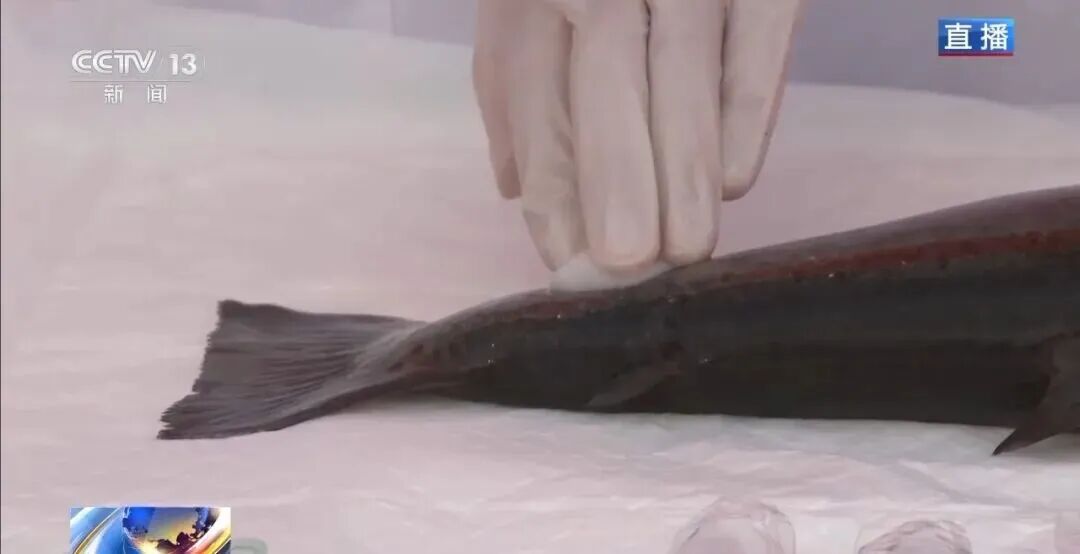 直击海洋牧场转场 | 我国迎来三文鱼陆海接力养殖时代(图3) 直击海洋牧场转场 | 我国迎来三文鱼陆海接力养殖时代(图3)