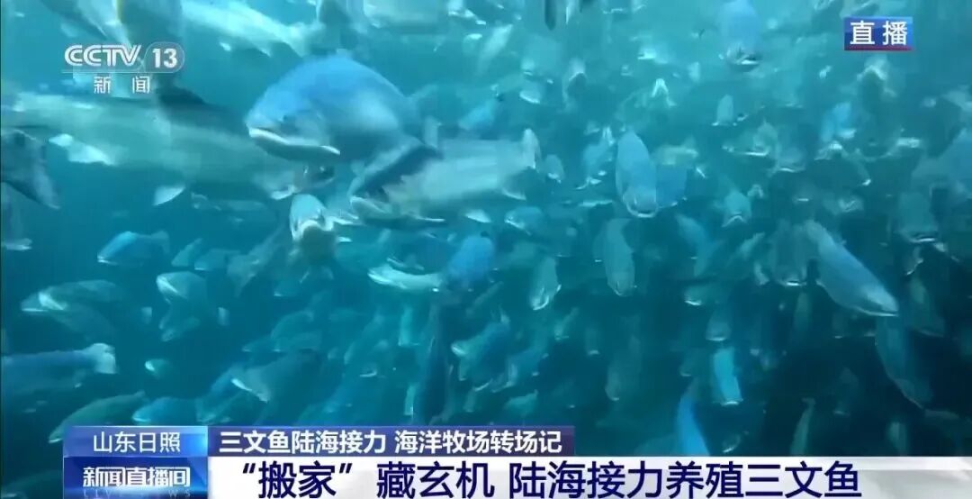 直击海洋牧场转场 | 我国迎来三文鱼陆海接力养殖时代(图7) 直击海洋牧场转场 | 我国迎来三文鱼陆海接力养殖时代(图7)