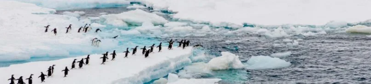 南极联盟反对对磷虾渔业的MSC再认证(图3)