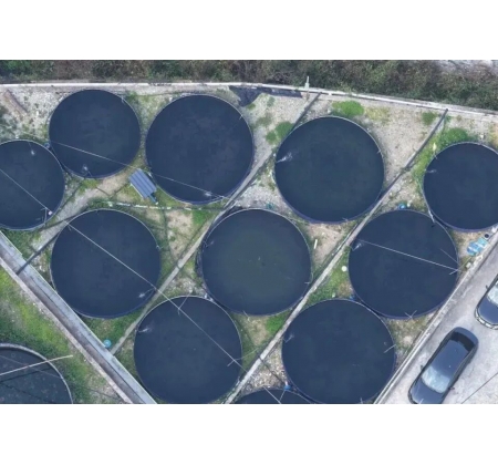 秦岭深处养出“冷泉三文鱼”，商洛探索渔业新路径