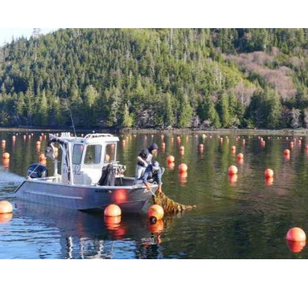 美国正式将水产养殖列为“2026年优先事项”，释放了什么信号？