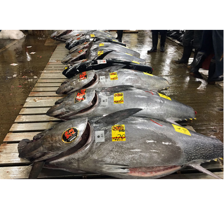 日本金枪鱼市场第9周出现分化 冷冻蓝鳍金枪鱼价格飙升38%