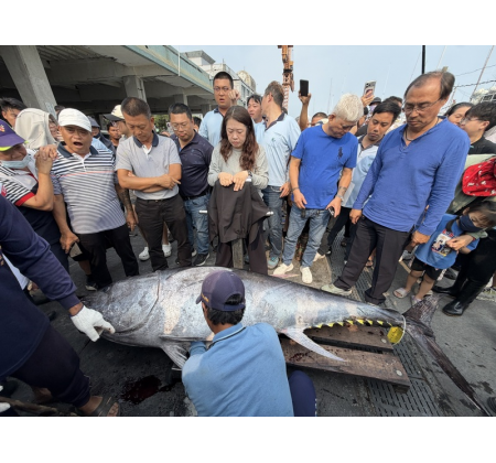 175公斤与276公斤蓝鳍金枪鱼双响炮！台湾屏东、宜兰同日宣告金枪鱼季"戏剧"开幕