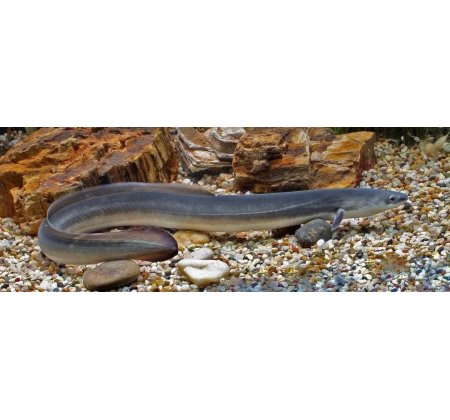 鳗鲡人工繁育获重大突破：300余万尾仔鱼首次成功孵化