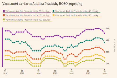 Indian vannamei shrimp prices in Andhra Pradesh dive further in week 53