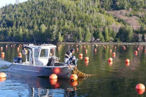 美国正式将水产养殖列为“2026年优先事项”，释放了什么信号？