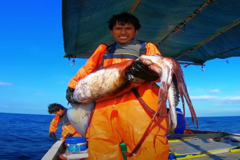 305,417吨封顶！秘鲁巨型鱿鱼捕捞配额确定