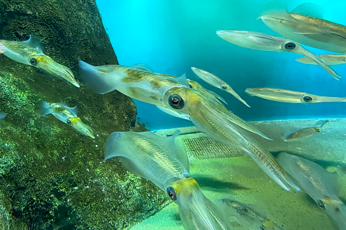 鱿鱼丰年，货往哪儿卖？8月上海渔博会找答案