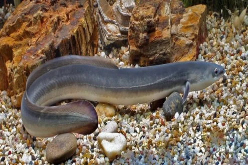 鳗鲡人工繁育获重大突破：300余万尾仔鱼首次成功孵化