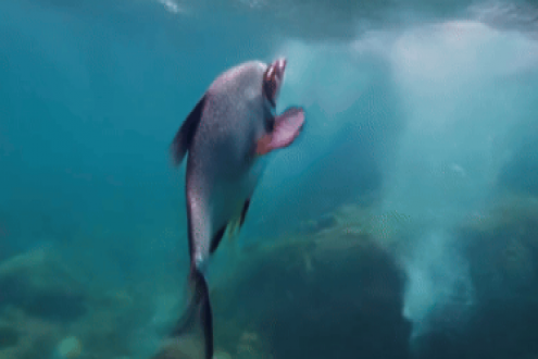 6000亿淡水鱼市场：公共品牌繁荣背后的企业品牌缺失，上海渔博会能做些什么？