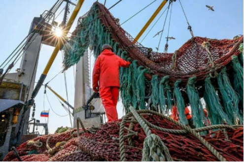 俄罗斯渔获量突破200万吨：中期成绩单出炉，全年目标剑指365万吨