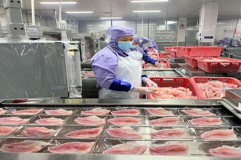 产能42万吨、出口近亿美元！越南罗非鱼产业加速抢占全球水产市场