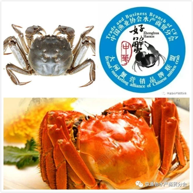 【现场活动】“中华好蟹”品牌推介活动即将亮相2020第15届上海国际渔业博览会！(图3)